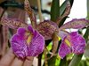 Bc. Felipe Haje от Orchideen (Lucke)